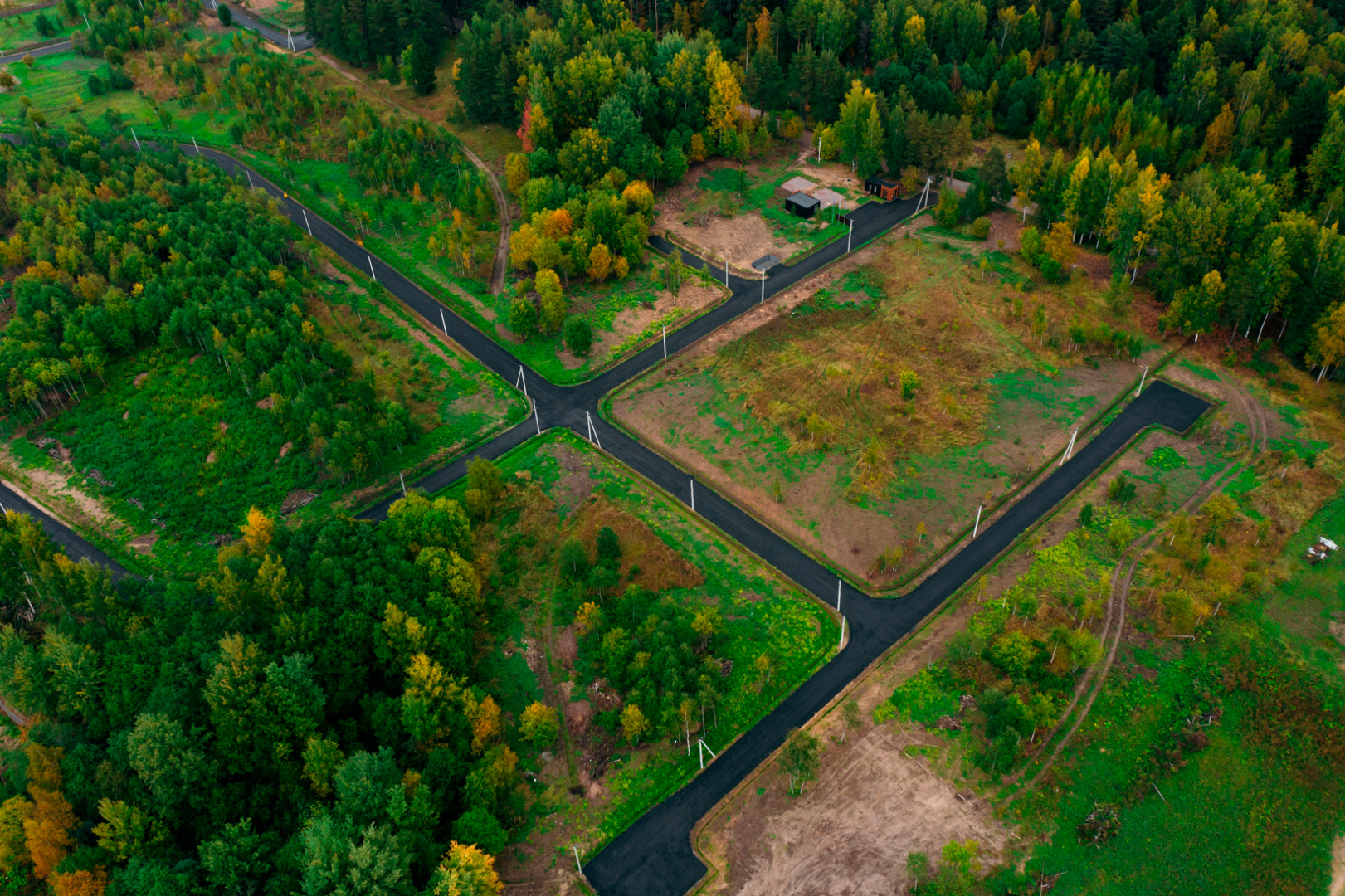 Крокусы